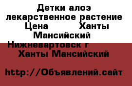 Детки алоэ,лекарственное растение › Цена ­ 150 - Ханты-Мансийский, Нижневартовск г.  »    . Ханты-Мансийский